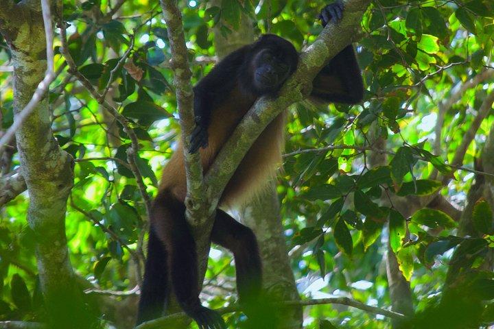 Manuel Antonio National Park Tour