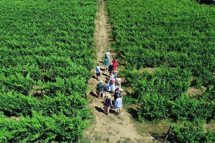 Douro Valley Tour - 3 Wine tastings, Lunch & river Cruise