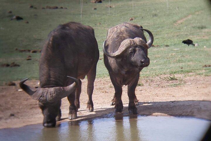Addo Elephant National Park Full Day Safari