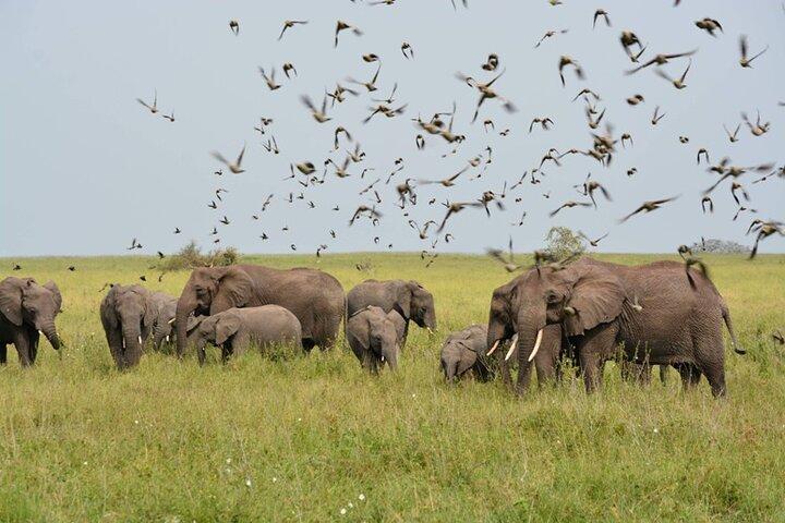 2-Day Manyara and Ngorongoro Crater lodge safari and Game Drive