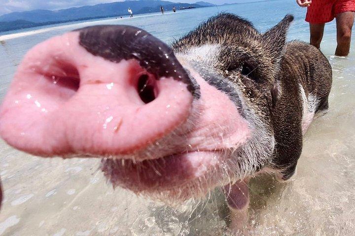 Pigs Island exclusive Semi VIP