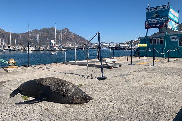 Boulders Beach Penguins and Seal Island Boat Trip Half Day Tour