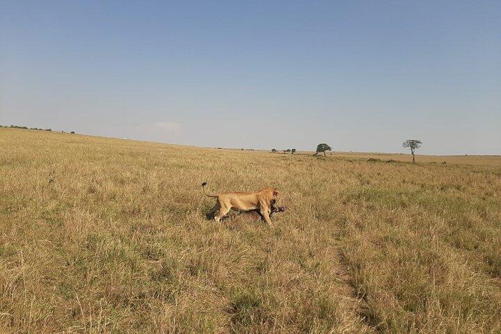 7 Days Best of Wildlife Guided Safari in Kenya