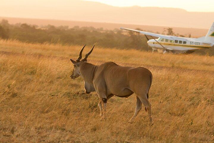 6 Days Safari Tour to The Great Wildebeest Migration