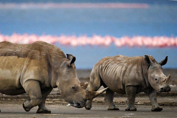6 Days Safari Tour to The Great Wildebeest Migration