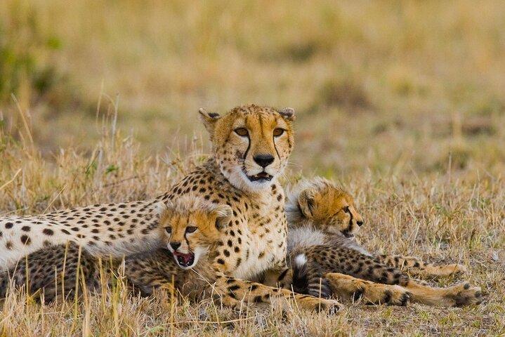 6 Days Safari Tour to The Great Wildebeest Migration