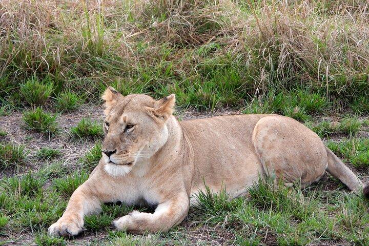 3 Days Camping in the Masai Mara Game Reserve