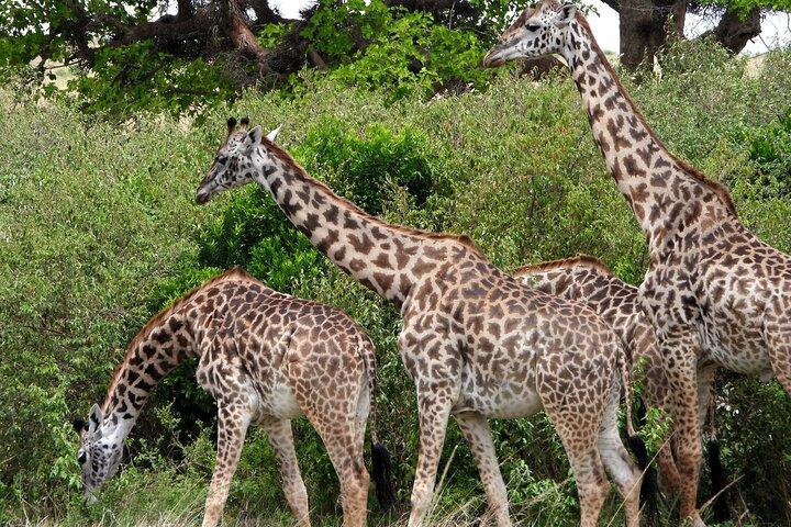 3 Days Camping in the Masai Mara Game Reserve
