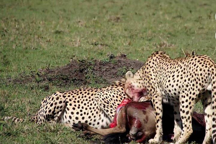5 Days Great Migration and Budget Safari in Tanzania