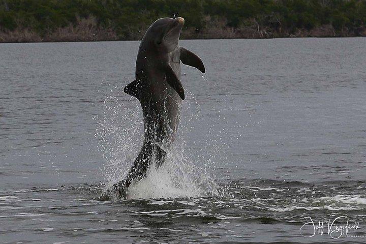 Everglades Birding, Dolphin and Wildlife Boat Tour (2 hours)