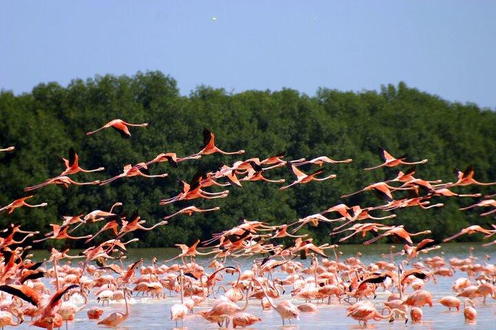 Private Tour Celestun Flamingo Watching and Beach