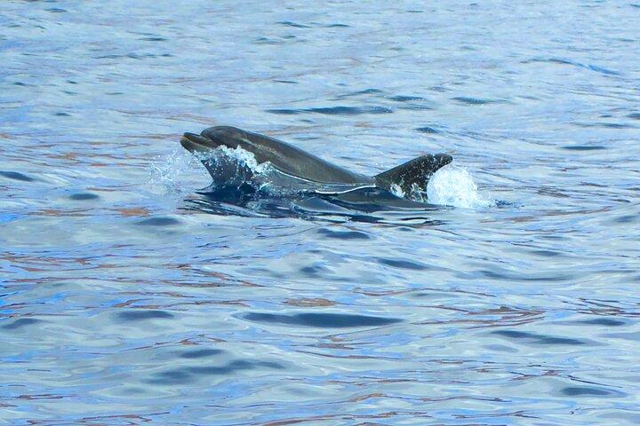 Fuerteventura Sailing Trip from Morro Jable