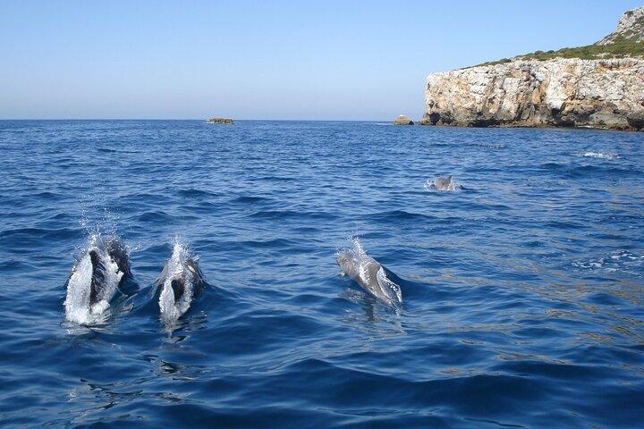Sesimbra - Dolphins c/ Marine Biologist + Quick Embarkation