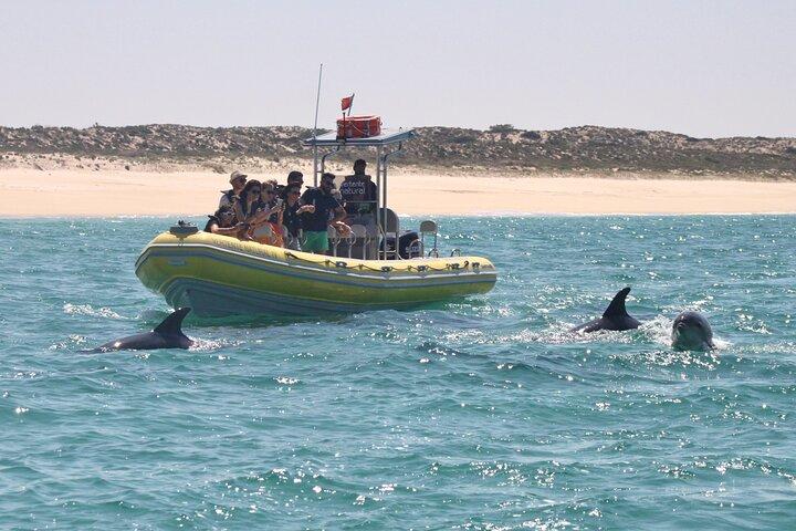 Sesimbra - Dolphins c/ Marine Biologist + Quick Embarkation