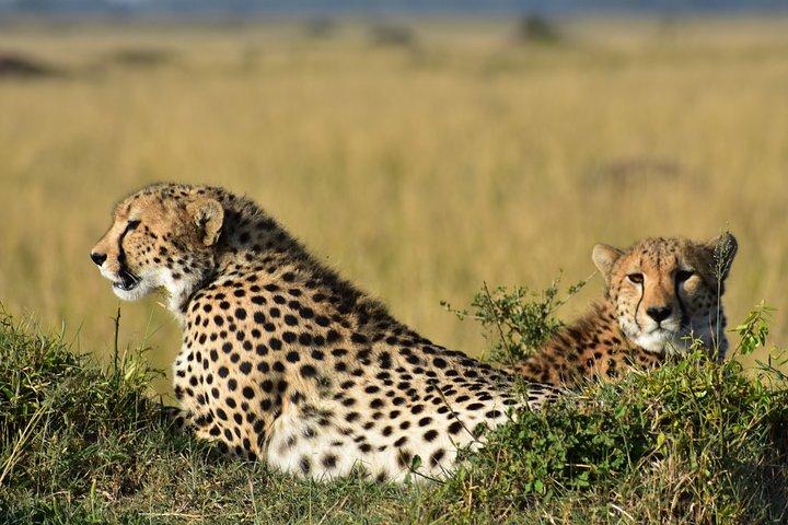 3-Days 2-nights Tanzania Private Budget Camping Safari