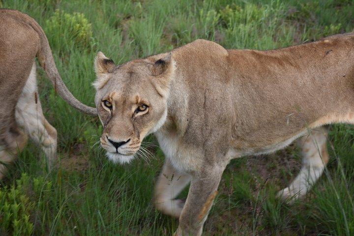 3-Days 2-nights Tanzania Private Budget Camping Safari