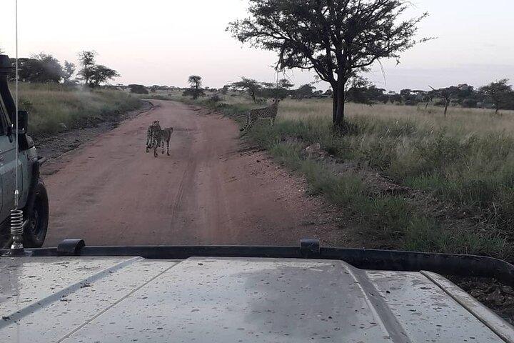 2 Days Group Joining Camping Safari Tarangire Park and Ngorongoro Crater