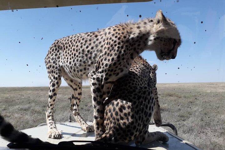 2 Days Group Joining Camping Safari Tarangire Park and Ngorongoro Crater