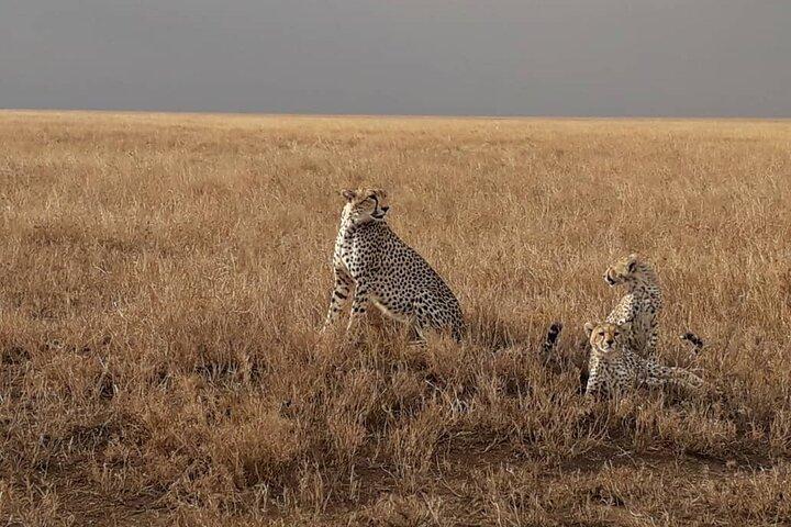 5 Days Tanzania Group Joining Safari, Tarangire/Serengeti/Ngorongoro Crater