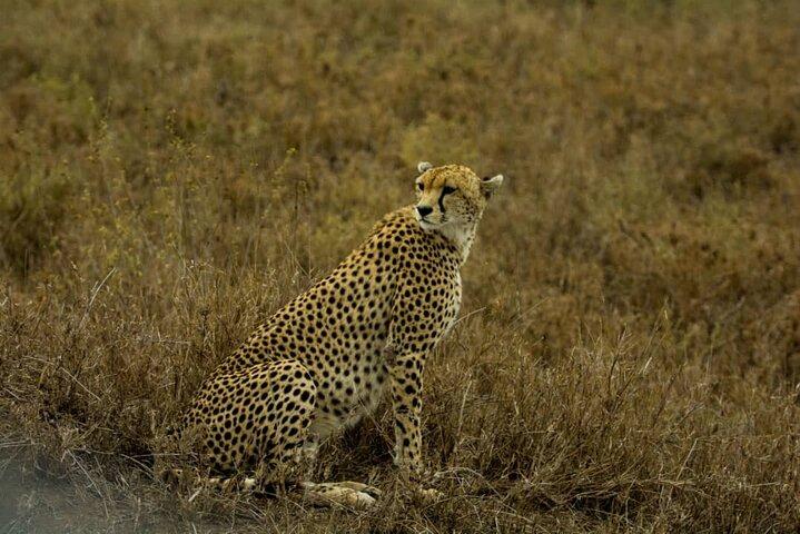 4 Days Group Joining Camping Safari to Tarangire Serengeti Ngorongoro Crater