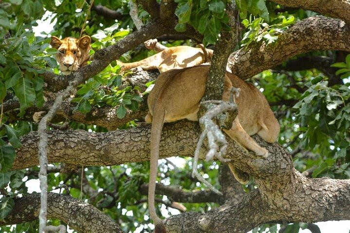 4 Days Group Joining Camping Safari to Tarangire Serengeti Ngorongoro Crater