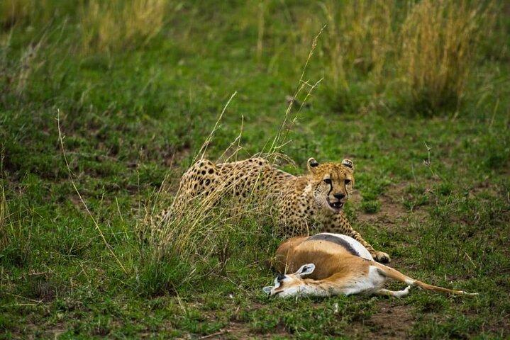 2 Days Group Joining Camping Safari Tarangire Park and Ngorongoro Crater