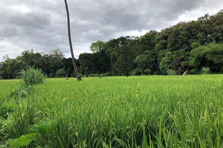 Book Day Hike at Rau Forest Reserve, Near Moshi Town in Tanzania