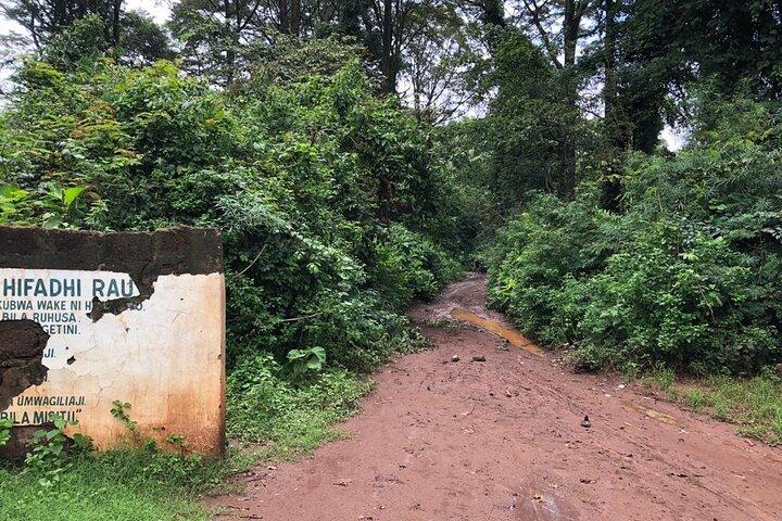 Book Day Hike at Rau Forest Reserve, Near Moshi Town in Tanzania