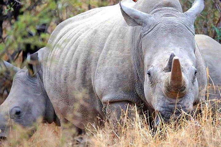 Safari Day Trip | The Last Two Northern White Rhinos | Ol Pejeta Conservancy