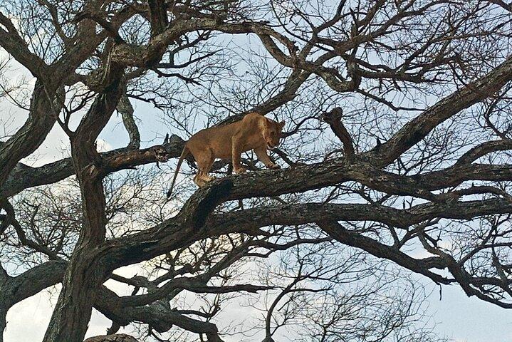 5 Days Tanzania Private Safari Tour
