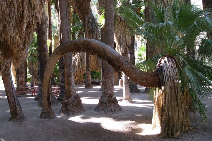 Indian Canyons Hiking Tour by Jeep from Palm Desert