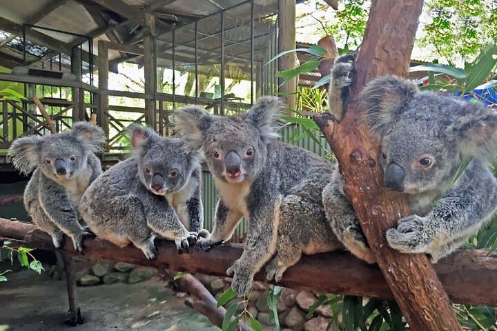 Kuranda Rainforestation & Kuranda Scenic Rail (R1BT)