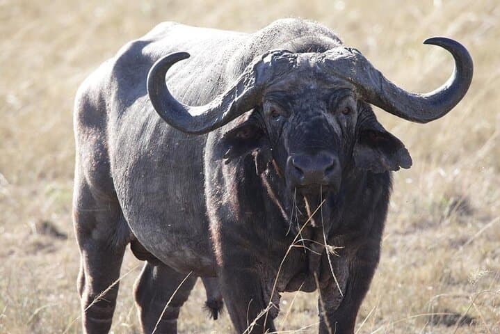 6-Day Masai Mara, Lake Nakuru and Amboseli Safari