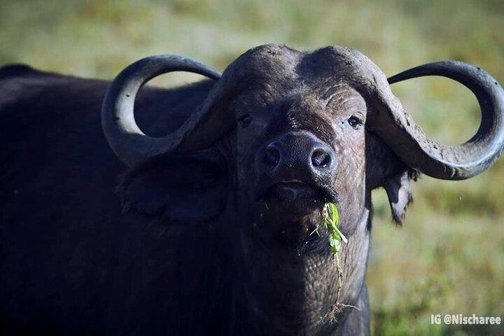 6-Day Samburu, Lake Nakuru, and Masai Mara Safari