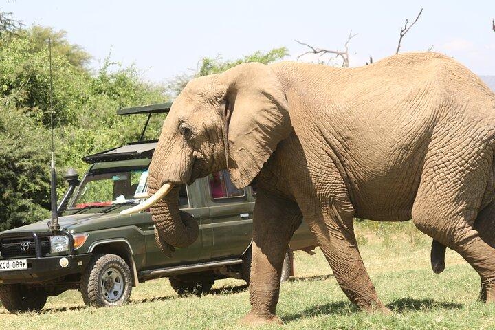 6-Day Samburu, Lake Nakuru, and Masai Mara Safari