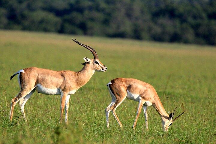 6-Day Samburu, Lake Nakuru, and Masai Mara Safari
