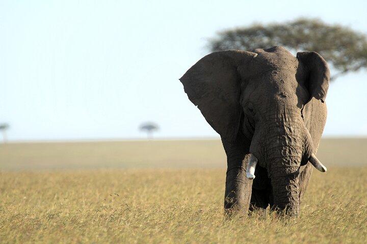 3-Days Masai Mara 4 x 4 Safari from Nairobi