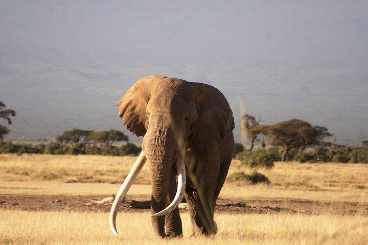 3-Day Amboseli National Reserve Safari from Nairobi