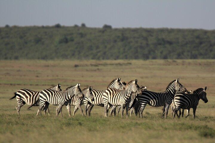 4-Day Masai Mara Luxury Kenya Safari Private Tour