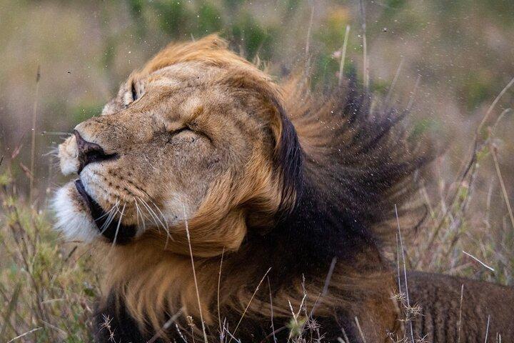 5-Day Lakes and Masai Mara Plains 4 x 4 Safari