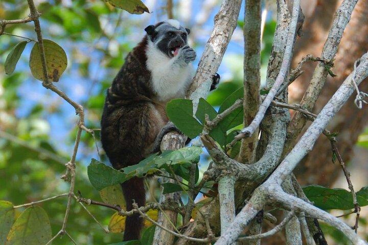 Boat tour in the Panama Canal to Monkeys and sloths islands