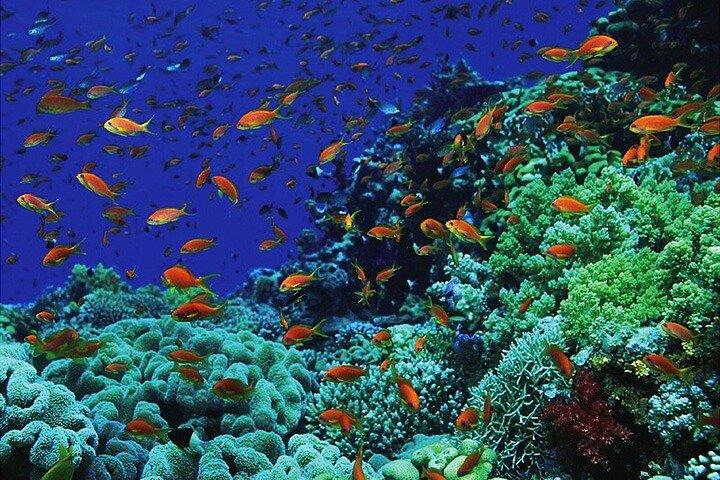 Blue Hole Snorkeling Tour with lunch from Dahab