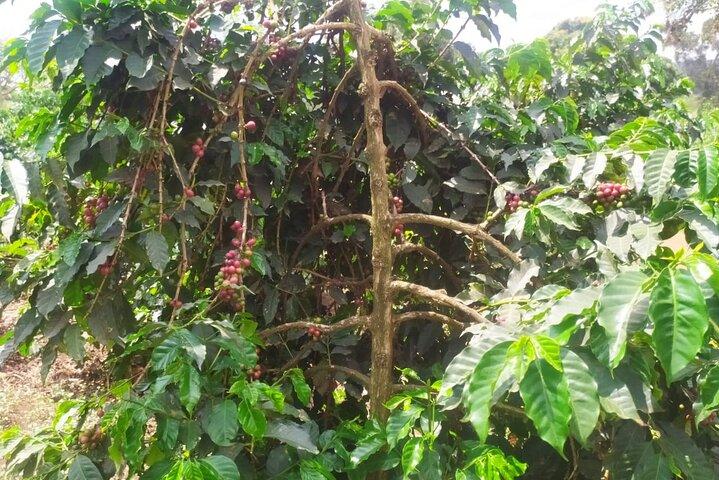 Coffee Farm Half-Day Tour in Kenya