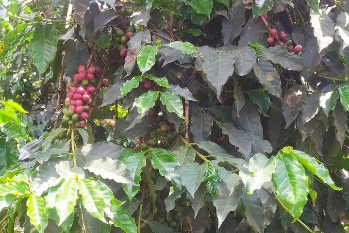 Coffee Farm Half-Day Tour in Kenya