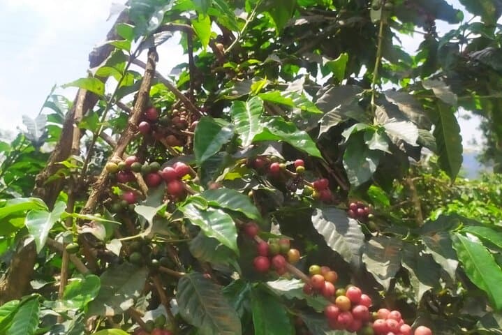Coffee Farm and Factory Tour from Nairobi City
