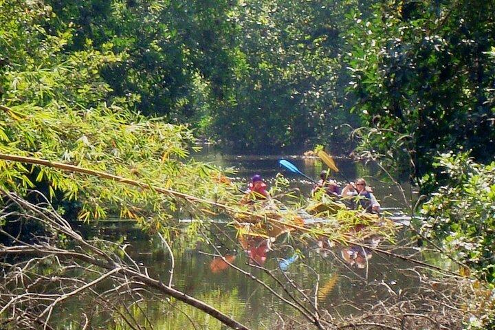 Goa Kayaking Sal Backwaters Mangroves Magic!