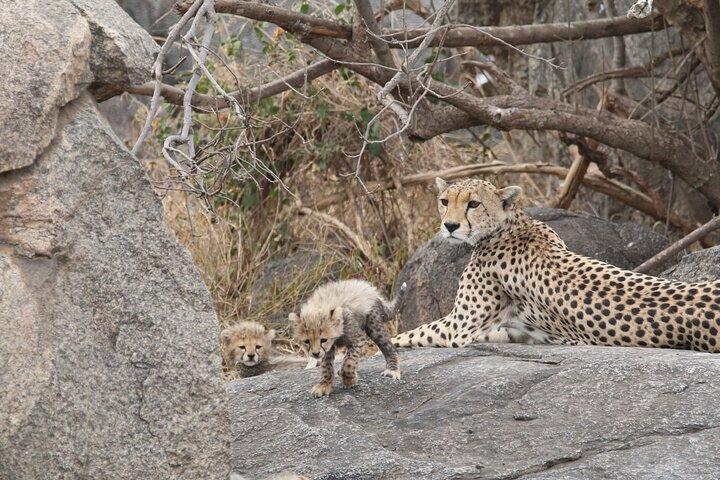 3-Day Classic Serengeti Safari