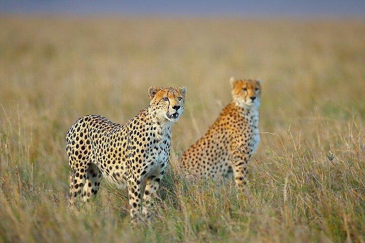 3 Day Sharing Safari - Manyara, Ngorongoro Crater and Tarangire National Parks