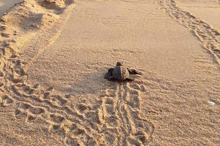 From Huatulco: Turtle Release & Bioluminescence