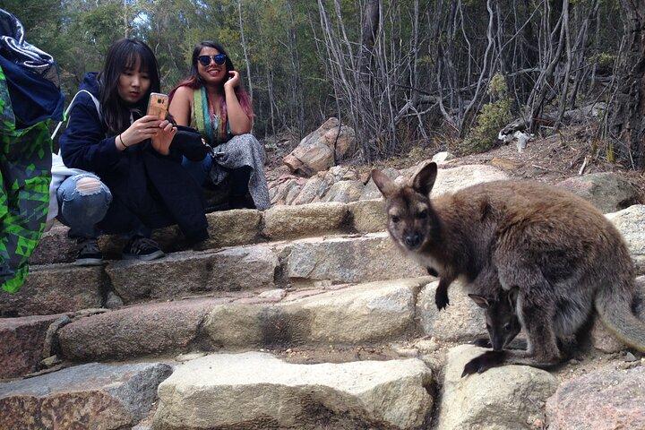Hobart: Wineglass Bay & Freycinet National Park - Active Day Tour